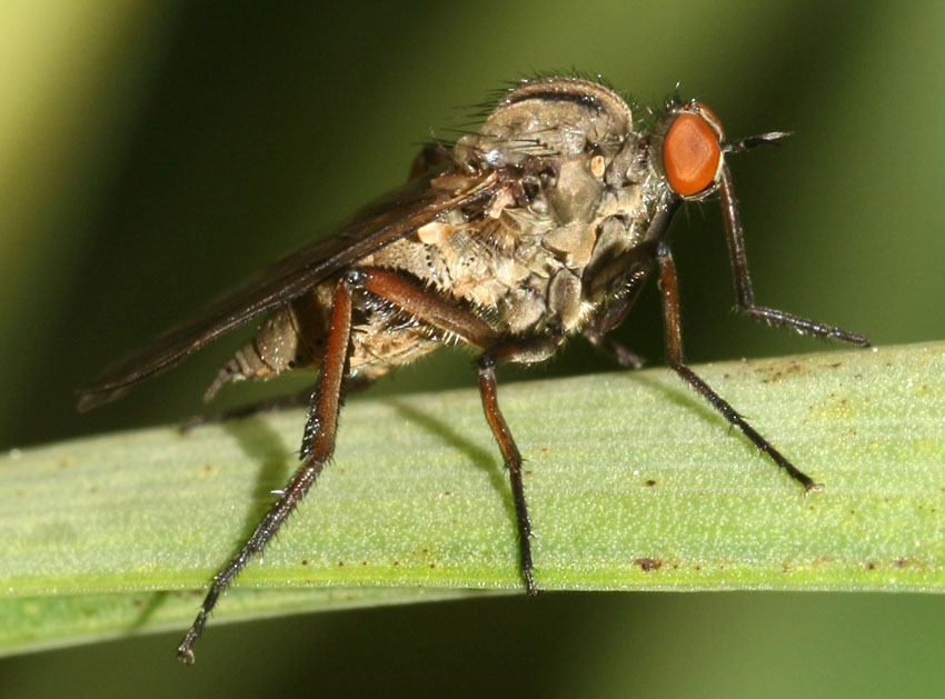 Empis aestiva  F  (Empididae)